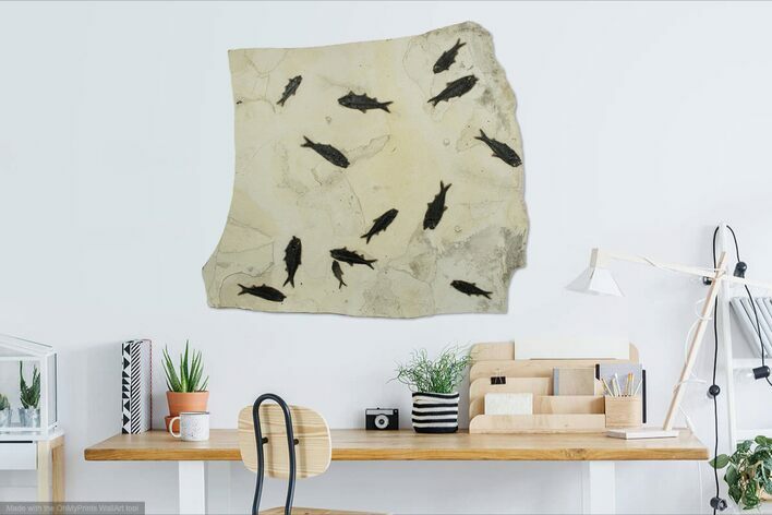 Wide, Natural Fossil Fish Mortality Plate - Great Wall Mount #224616